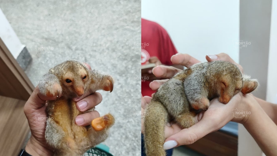 filhote-de-tamandua-e-resgatado-e-encaminhado-para-atendimento-em-sorriso