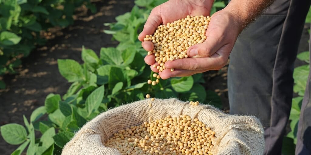 justica-concede-liminar-e-livra-produtor-rural-de-pagar-royalties-sobre-producao-de-soja-em-mt
