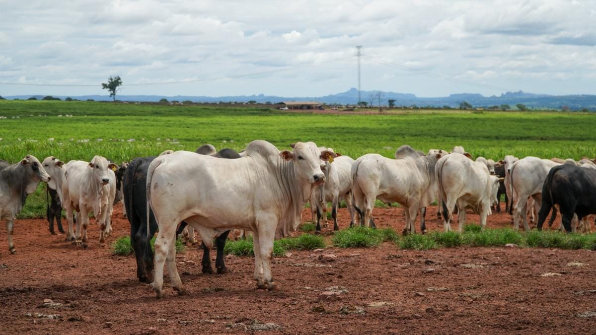 producao-da-pecuaria-de-mato-grosso-deve-movimentar-r$-42,1-bilhoes-este-ano