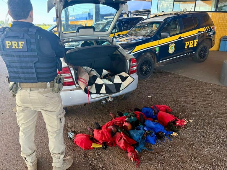 prf-apreende-13-aves-exoticas-durante-fiscalizacao-em-rodovia-federal-em-mt