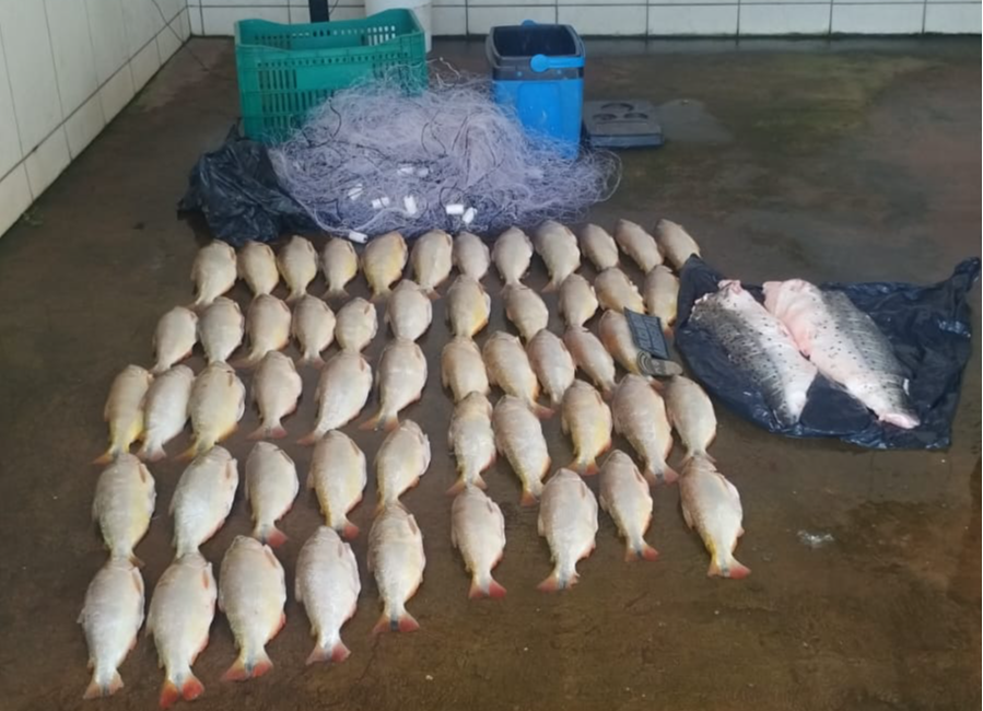 batalhao-ambiental-prende-homem-transportando-52-unidades-de-pescado-irregular