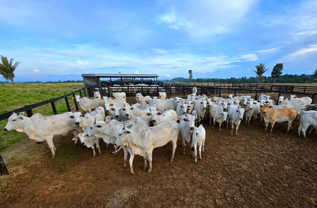 campanha-de-atualizacao-de-estoque-de-rebanhos-comeca-sexta-feira-em-mato-grosso