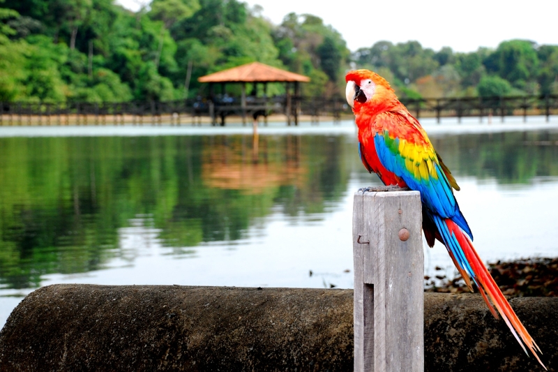 sinop-sediara-primeiro-evento-de-observacao-de-aves-de-mato-grosso