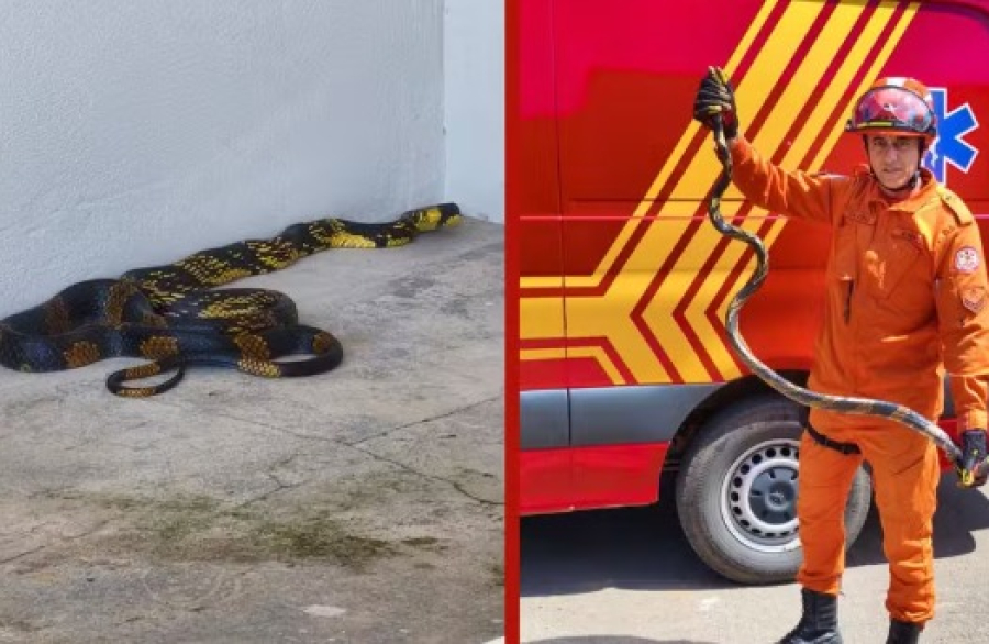 cobra-caninana-de-quase-2-metros-e-resgatada-dentro-de-casa-em-matupa